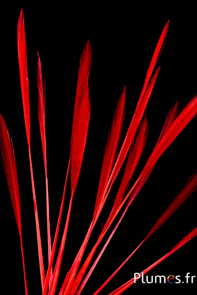 Faisan doré queue strippée - 15-20 cm - rouge